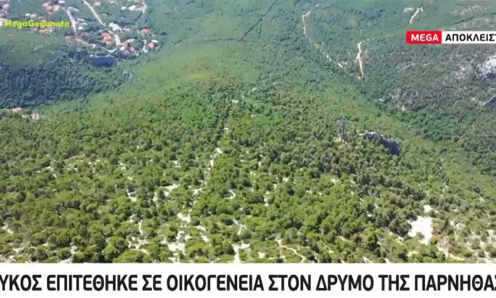 Πάρνηθα: Λύκος επιτέθηκε σε οικογένεια που έκανε βόλτα